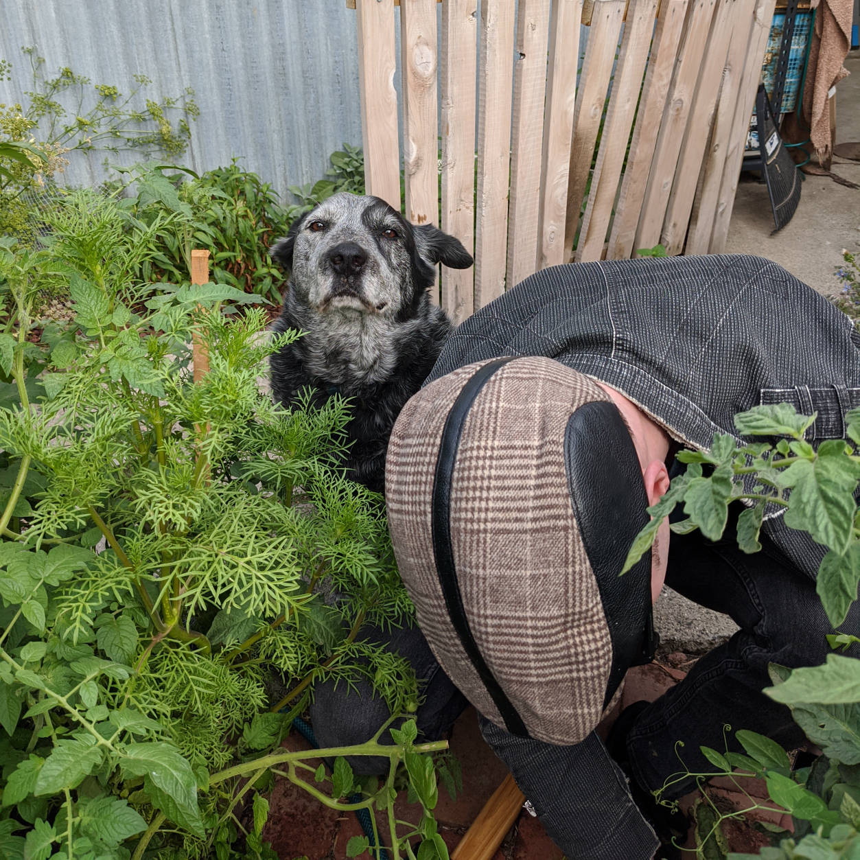 Gardening with the dog